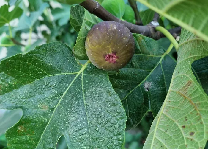 Bed & Breakfast Da Tommy