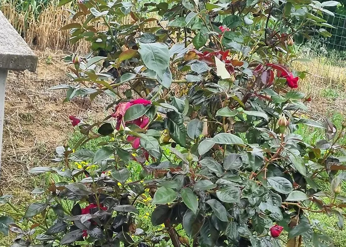 Bed & Breakfast Da Tommy Alseno