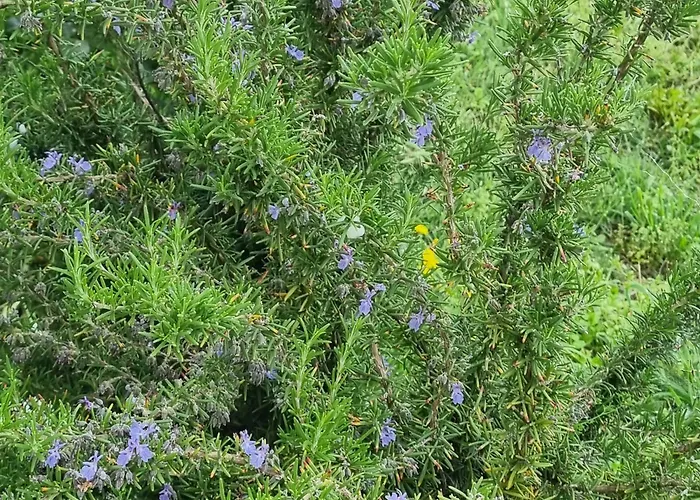 Da Tommy فندق مبيت وإفطار Alseno